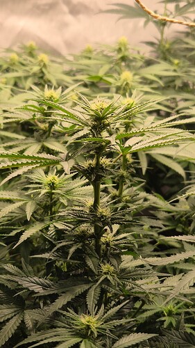 Growreport Bild 4