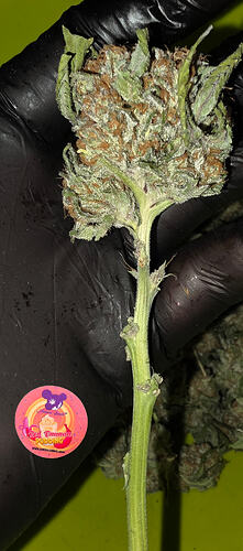 Growreport Bild 75
