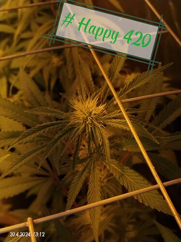 Growreport Bild 1