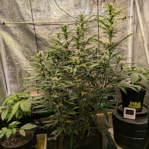 Growreport Bild 1