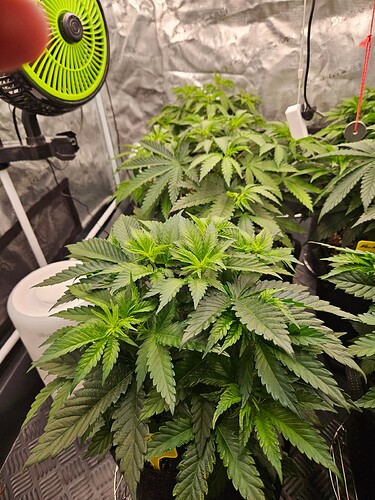 Growreport Bild 29