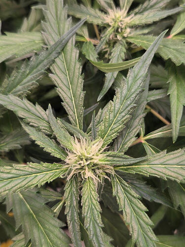 Nahaufnahme einer Cannabis-Pflanze in der frühen Blütephase mit sichtbaren weißen Stigmen.