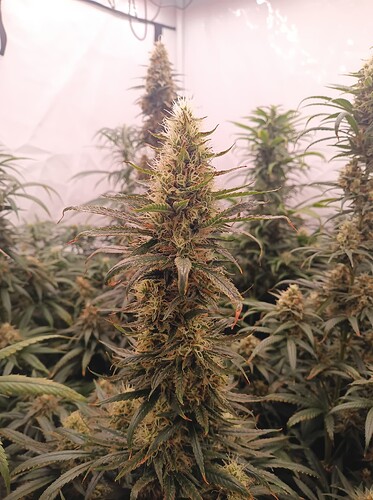 Growreport Bild 34
