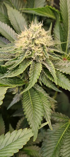 Growreport Bild 41
