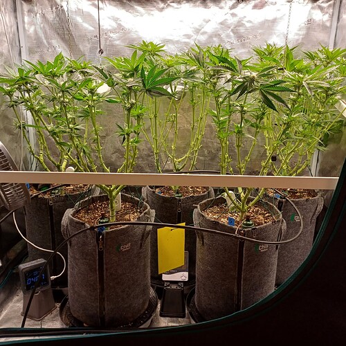 Growreport Bild 41