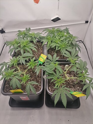 Growreport Bild 5