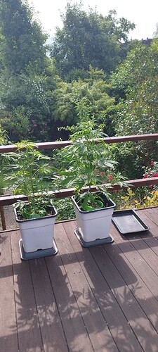 Growreport Bild 29