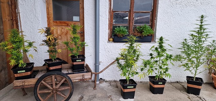 Growreport Bild 1