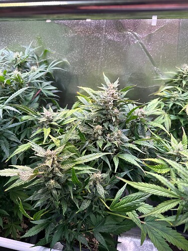 Growreport Bild 32