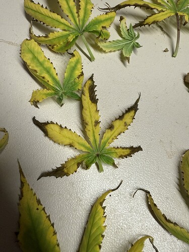 Growreport Bild 39