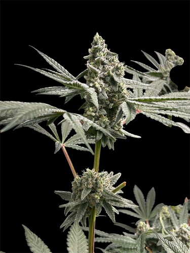 Growreport Bild 19