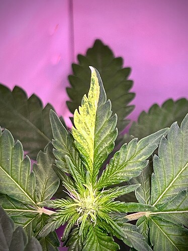 Variegation