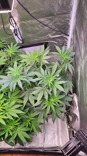 Growreport Bild 28