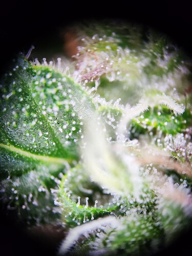 Growreport Bild 5