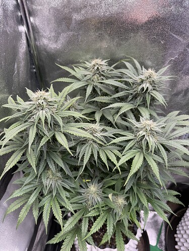 Growreport Bild 17