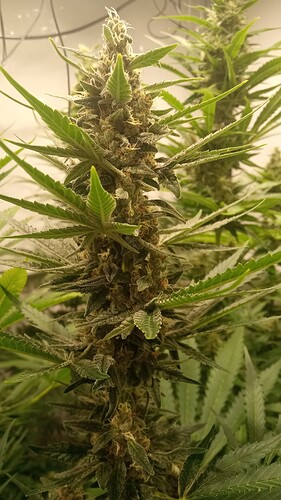 Growreport Bild 3