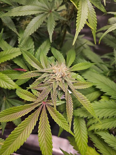 Growreport Bild 19