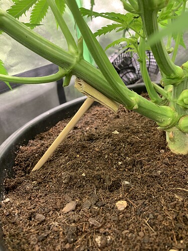 Growreport Bild 19