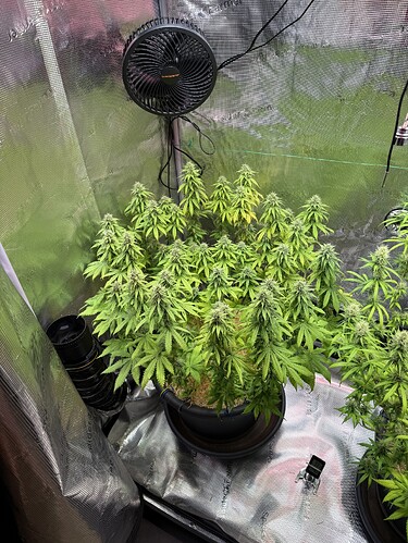 Growreport Bild 32