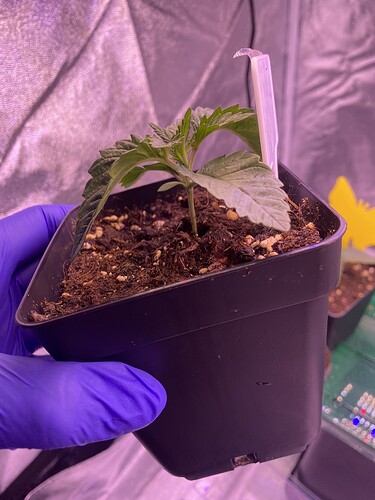 Growreport Bild 8