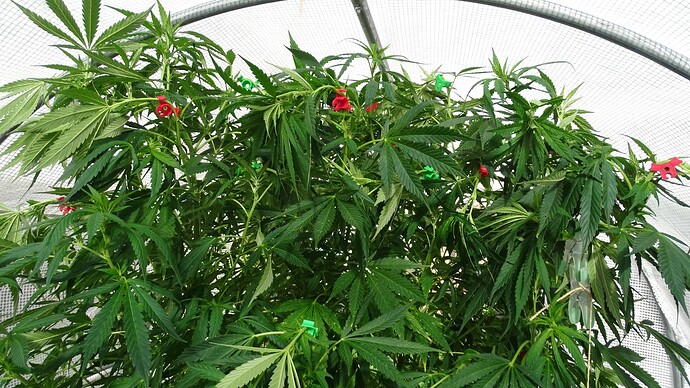 Growreport Bild 5