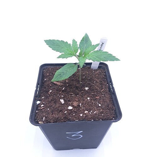 Growreport Bild 7