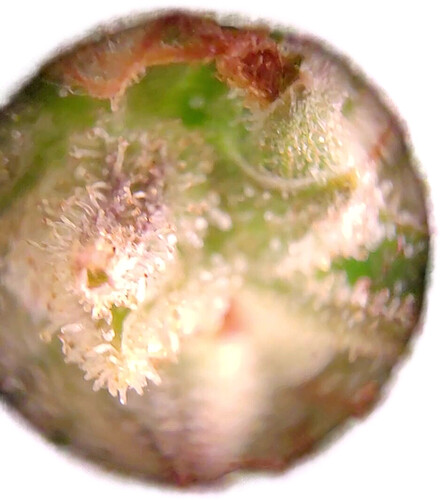 Growreport Bild 2