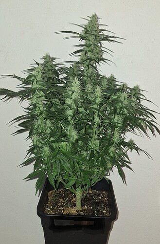 Growreport Bild 6