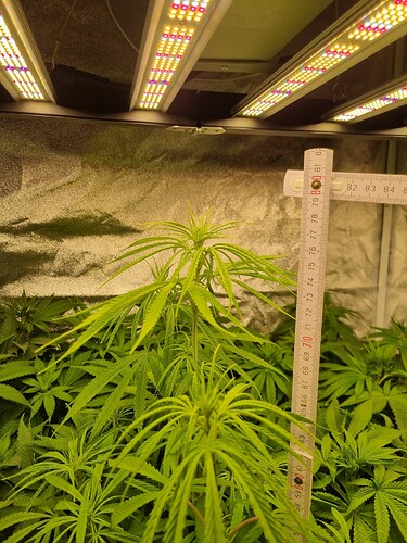 Eine junge Cannabispflanze im Wuchsstadium, gemessen mit einem Maßband, unter LED-Wachstumslichtern in einem Zelt.