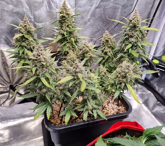 Growreport Bild 4