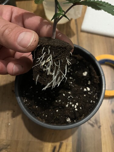 Growreport Bild 27
