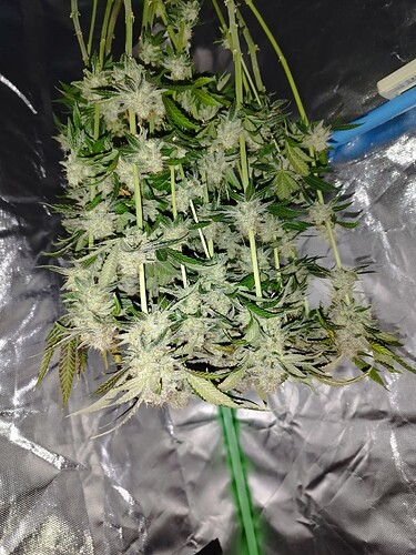 Growreport Bild 3