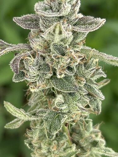 Growreport Bild 5