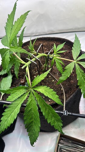 Growreport Bild 8
