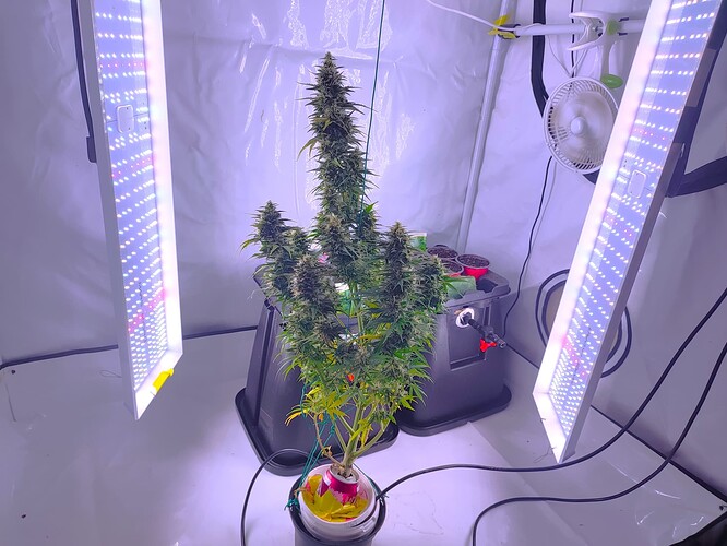 Growreport Bild 6