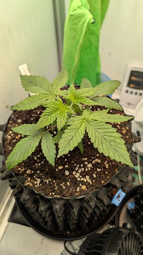 PXL_20250325_175045114.MP