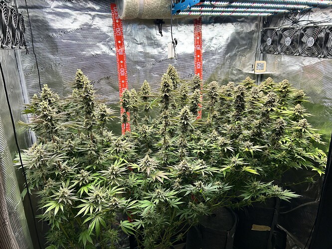 Mehrere blühende Cannabispflanzen in einem Growzelt mit LED-Beleuchtung und Messskalen an der Rückwand.