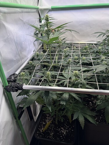 Growreport Bild 6