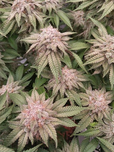 IMG_20250303_162508 - Kopie