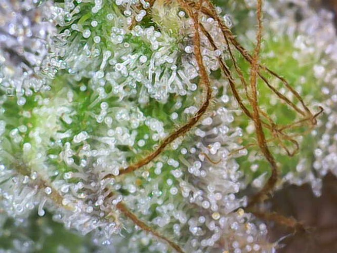 Growreport Bild 5