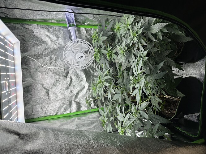 Eine Cannabis-Pflanze in einem Growzelt mit LED-Beleuchtung und einem Ventilator.
