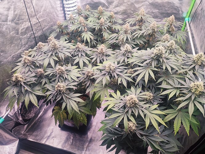 Growreport Bild 2