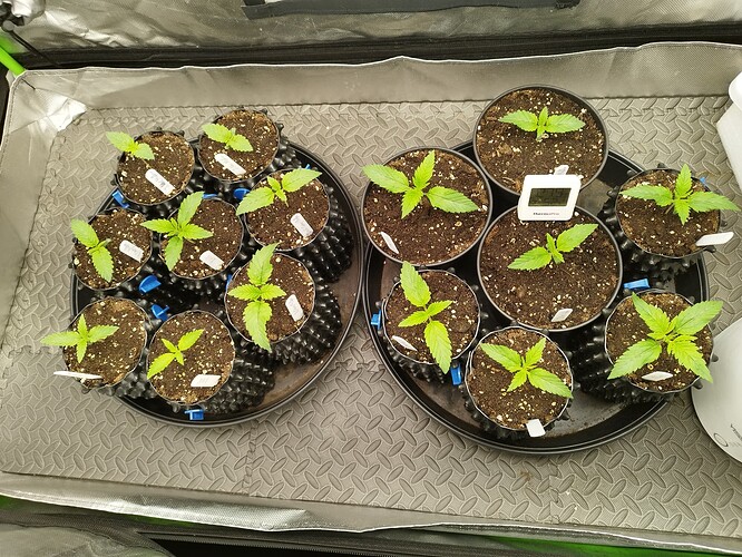 Growreport Bild 2