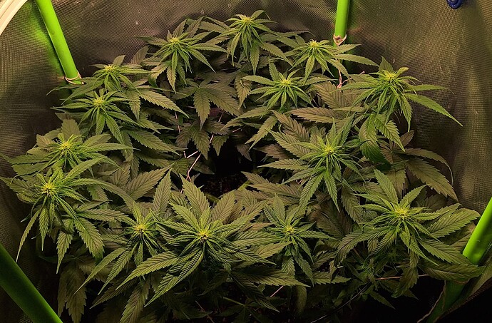 Growreport Bild 8