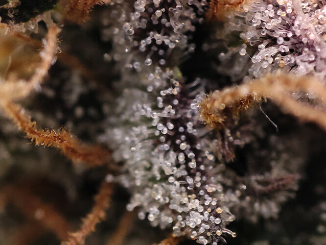 Growreport Bild 42