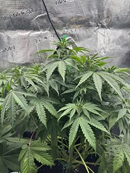 Growreport Bild 3