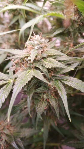 Growreport Bild 2