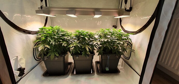 Growreport Bild 3