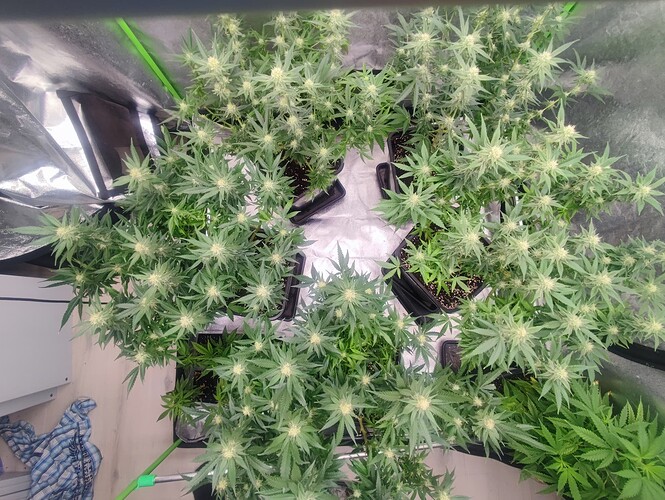 Growreport Bild 24