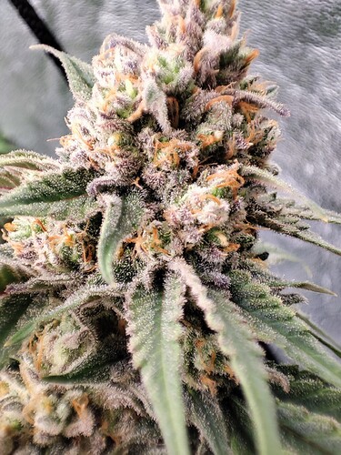 Growreport Bild 2